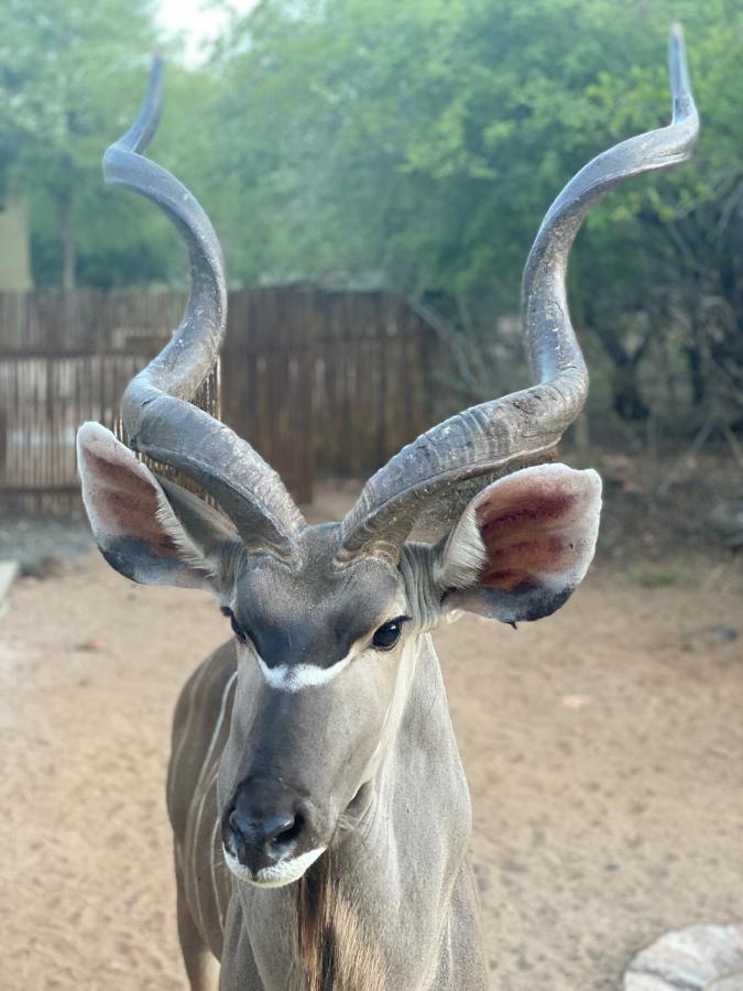 Birdsong Kruger Villa Marloth Park Exterior photo