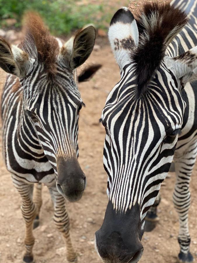 Birdsong Kruger Villa Marloth Park Exterior photo