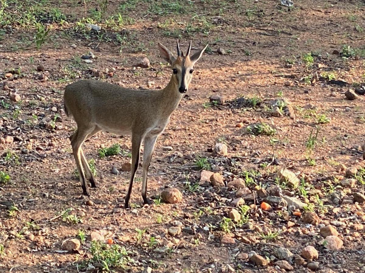 Birdsong Kruger Villa Marloth Park Exterior photo